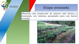 Etapa avanzada
Muestras una producción de manera más técnica y
avanzada, con sistemas apropiados para una buena
cosecha.
 