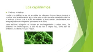 Los organismos
 Factores biológicos:
Los factores biológicos son los animales, los vegetales, los microorganismos y el
hombre, más recientemente. Algunos de ellos son los transformadores iníciales de
la energía química que el suelo evolucione, y otros utilizan parcialmente esta
energía para unos transportes que modifican el suelo.
Estos factores biológicos se dividen en microorganismos y meso fauna, los
primeros son microscópicos, o sea, no se ven a simple vista, como son los
protozoos, bacterias, hongos y algas.
 