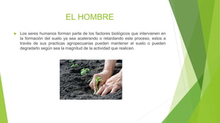 EL HOMBRE
 Los seres humanos forman parte de los factores biológicos que intervienen en
la formación del suelo ya sea acelerando o retardando este proceso, estos a
través de sus practicas agropecuarias pueden mantener el suelo o pueden
degradarlo según sea la magnitud de la actividad que realicen.
 