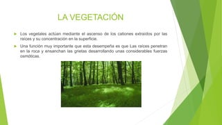 LA VEGETACIÓN
 Los vegetales actúan mediante el ascenso de los cationes extraídos por las
raíces y su concentración en la superficie.
 Una función muy importante que esta desempeña es que Las raíces penetran
en la roca y ensanchan las grietas desarrollando unas considerables fuerzas
osmóticas.
 
