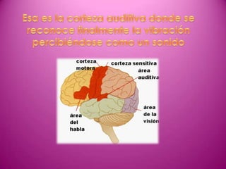 El sonido (Diapositivas)