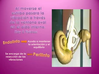 Ayuda a mantener
                   la orientación y el
                        equilibrio

Se encarga de la
resección de las
   vibraciones
 