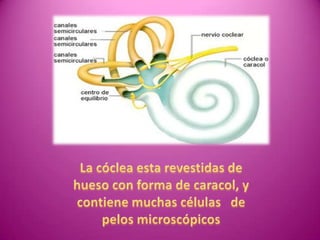 El sonido (Diapositivas)