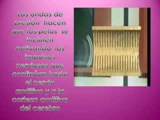 El sonido (Diapositivas)