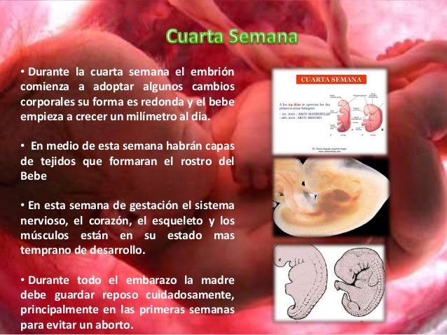 Empieza La Cuarta Semana – StarasBija Empieza La Cuarta Semana – StarasBija