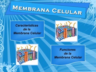 M e m b r a n a C e l u l a r 
Características 
de la 
Membrana Celular 
Funciones 
de la 
Membrana Celular 
 