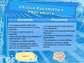 C é l u l a E u c a r i o t a y 
P r o c a r i o t a 
Eucariota Procariota 
El material genético ADN está 
encerrado en una membrana y forma 
el núcleo. 
Poseen un gran número de 
orgánulos. 
Es el tipo de célula que presentan el 
resto de seres vivos. 
Presentan un núcleo definido. 
Pueden presentar pared celular 
como en los vegetales y carecer de 
ella como en los animales. 
El material genético ADN está libre 
en el citoplasma. 
Sólo posee unos orgánulos llamados 
ribosomas. 
Es el tipo de célula que presentan 
las bacterias. 
No presentan un núcleo definido. 
Presentan membrana celular 
redondeada por una pared celular 
externa. 
 