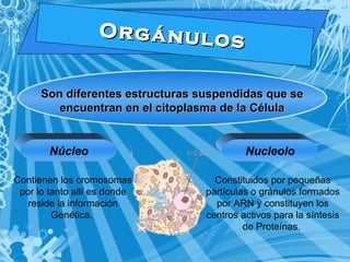 O r g á n u l o s 
Son diferentes estructuras ssuussppeennddiiddaass qquuee ssee 
eennccuueennttrraann eenn eell cciittooppllaassmmaa ddee llaa CCéélluullaa 
Núcleo Nucleolo 
Contienen los cromosomas 
por lo tanto allí es donde 
reside la información 
Genética. 
Constituidos por pequeñas 
partículas o gránulos formados 
por ARN y constituyen los 
centros activos para la síntesis 
de Proteínas. 
 