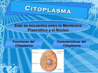 C i t o p l a s m a 
EEssttee ssee eennccuueennttrraa eennttrree llaa MMeemmbbrraannaa 
PPllaassmmááttiiccaa yy eell NNúúcclleeoo 
Funciones del 
Citoplasma 
Características del 
Citoplasma 
 