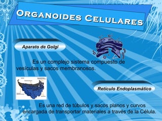 O r g a n o i d e s C e l u l a r e s 
Aparato de Golgi 
Es un complejo sistema compuesto de 
Retículo Endoplasmático 
vesículas y sacos membranosos. 
Es una red de túbulos y sacos planos y curvos 
encargada de transportar materiales a través de la Célula. 
 