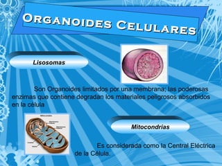 O r g a n o i d e s C e l u l a r e s 
Lisosomas 
Son Organoides limitados por una membrana; las poderosas 
enzimas que contiene degradan los materiales peligrosos absorbidos 
en la célula 
Mitocondrias 
Es considerada como la Central Eléctrica 
de la Célula. 
 