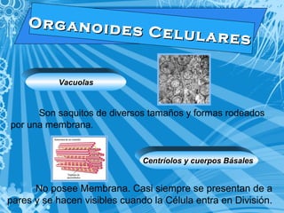 O r g a n o i d e s C e l u l a r e s 
Vacuolas 
Son saquitos de diversos tamaños y formas rodeados 
por una membrana. 
Centríolos y cuerpos Básales 
No posee Membrana. Casi siempre se presentan de a 
pares y se hacen visibles cuando la Célula entra en División. 
 