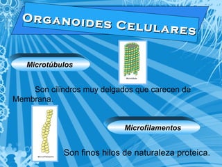 O r g a n o i d e s C e l u l a r e s 
Microtúbulos 
Son cilindros muy delgados que carecen de 
Membrana. 
Microfilamentos 
Son finos hilos de naturaleza proteica. 
 