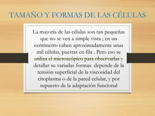 La mayoría de las células son tan pequeñas
que no se ven a simple vista ; en un
centímetro caben aproximadamente unas
mil células, puestas en fila . Pero eso se
utiliza el microscópico para observarlas y
detallar su variadas formas. depende de la
tensión superficial de la viscosidad del
citoplasma o de la pared celular, y por
supuesto de la adaptación funcional
TAMAÑO Y FORMAS DE LAS CÉLULAS
 