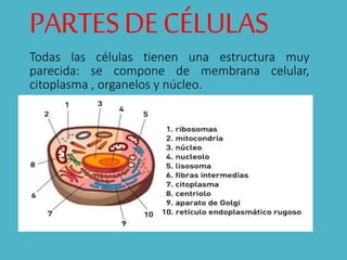 PARTESDECÉLULAS
Todas las células tienen una estructura muy
parecida: se compone de membrana celular,
citoplasma , organelos y núcleo.
 