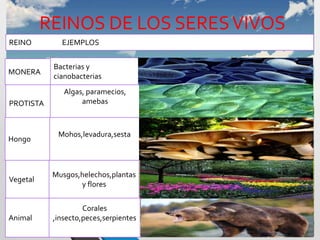 REINOS DE LOS SERESVIVOS
REINO EJEMPLOS
MONERA
Bacterias y
cianobacterias
PROTISTA
Algas, paramecios,
amebas
Hongo
Mohos,levadura,sesta
Vegetal
Musgos,helechos,plantas
y flores
Animal
Corales
,insecto,peces,serpientes
 