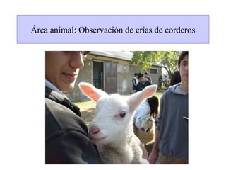Área animal: Observación de crías de corderos
 