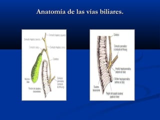 Anatomía de las vías biliares.Anatomía de las vías biliares.
 