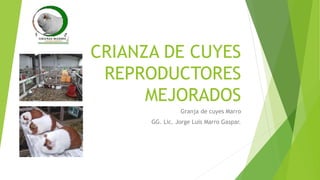 CRIANZA DE CUYES
REPRODUCTORES
MEJORADOS
Granja de cuyes Marro
GG. Lic. Jorge Luis Marro Gaspar.
 