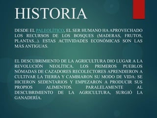 HISTORIA
DESDE EL PALEOLÍTICO, EL SER HUMANO HA APROVECHADO
LOS RECURSOS DE LOS BOSQUES (MADERAS, FRUTOS,
PLANTAS...). ESTAS ACTIVIDADES ECONÓMICAS SON LAS
MÁS ANTIGUAS.
EL DESCUBRIMIENTO DE LA AGRICULTURA DIO LUGAR A LA
REVOLUCIÓN NEOLÍTICA. LOS PRIMEROS PUEBLOS
NÓMADAS DE CAZADORES RECOLECTORES APRENDIERON A
CULTIVAR LA TIERRA Y CAMBIARON SU MODO DE VIDA: SE
HICIERON SEDENTARIOS Y EMPEZARON A PRODUCIR SUS
PROPIOS
ALIMENTOS.
PARALELAMENTE
AL
DESCUBRIMIENTO DE LA AGRICULTURA, SURGIÓ LA
GANADERÍA.

 
