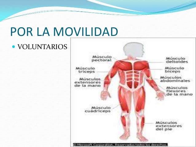 Diapositivas exposicion sistema muscular