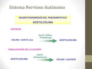 Sistema Nervioso Autónomo
 