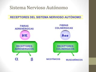Sistema Nervioso Autónomo
 