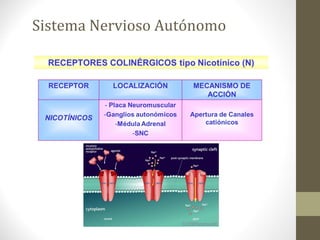 Sistema Nervioso Autónomo
 