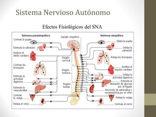 Sistema Nervioso Autónomo
 