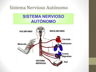 Sistema Nervioso Autónomo
 