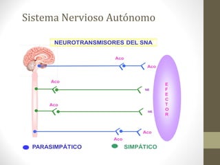 Sistema Nervioso Autónomo
 