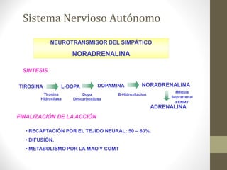 Sistema Nervioso Autónomo
 