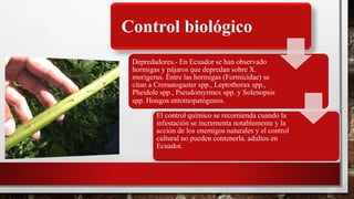 Control biológico
Depredadores.- En Ecuador se han observado
hormigas y pájaros que depredan sobre X.
morigerus. Entre las hormigas (Formicidae) se
citan a Crematogaster spp., Leptothorax spp.,
Pheidole spp., Pseudomyrmex spp. y Solenopsis
spp. Hongos entomopatógenos.
El control químico se recomienda cuando la
infestación se incrementa notablemente y la
acción de los enemigos naturales y el control
cultural no pueden contenerla. adultos en
Ecuador.
 