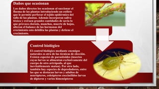 Daños que ocasionan
Los daños directos los ocasionan al succionar el
floema de las plantas introduciendo un estilete
que le permite perforar el tejido epidérmico del
tallo de las plantas. Además incorporan saliva
tóxica y extraen grandes cantidades de savia lo
que provoca clorosis, manchas, muerte de hojas,
alteran el balance de las hormonas del
crecimiento esto debilita las plantas y detiene el
crecimiento.
Control biológico
El control biológico mediante enemigos
naturales es otra de las técnicas de elección.
Existen especies de parasitoides (insectos
cuyas larvas se alimentan exclusivamente del
cuerpo de otro artrópodo, al que
inevitablemente matan). Por otro lado,
también hay especies de depredadores, entre
las que se destacan larvas y adultos de
neurópteros, coleópteros coccinélidos larvas
de dípteros y varios himenópteros
 