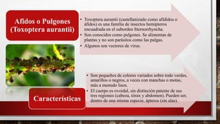 • Toxoptera aurantii (castellanizado como afídidos o
áfidos) es una familia de insectos hemipteros
encuadrada en el suborden Sternorrhyncha.
• Son conocidos como pulgones. Se alimentan de
plantas y no son parásitos como las pulgas.
• Algunos son vectores de virus.
Afidos o Pulgones
(Toxoptera aurantii)
• Son pequeños de colores variados sobre todo verdes,
amarillos o negros, a veces con manchas o motas,
más a menudo lisos.
• El cuerpo es ovoidal, sin distinción patente de sus
tres regiones (cabeza, tórax y abdomen). Pueden ser,
dentro de una misma especie, ápteros (sin alas).Características
 