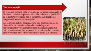 Sintomatología
El principal síntoma es la presencia de un estrangulamiento a
nivel del cuello de la plantita afectada, debido a la pudrición
de la corteza provocada por el desarrollo del micelio del
hongo en el interior de los tejidos.
Por la intensidad del ataque, ocurre una paralización de la
circulación de la savia elaborada, dando lugar al
marchitamiento y volcamiento de la plantita enferma. En
determinadas casos, los síntomas de la enfermedad pueden
ser observados en el sitio de unión del tallito y la semilla.
 