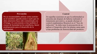 Prevención
No es recomendable utilizar como sustrato
en el semillero aquella arena o suelo que en
años anteriores haya sido contaminada con
el hongo. Es conveniente evitar también el
exceso de humedad en los semilleros, factor
predisponente para el desarrollo de la
enfermedad.
Control
En aquellas ocasiones en que la enfermedad se
presenta aún después de haberse realizado el
tratamiento preventivo, se puede efectuar el
control empleándose Brassicol en el "foco de
infección". Se debe tener la precaución de no
aplicar el fungicida sobre las plantas sanas para
evitar problemas de fitotoxicidad del producto.
 