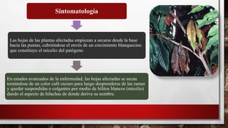 Sintomatología
Las hojas de las plantas afectadas empiezan a secarse desde la base
hacia las puntas, cubriéndose el envés de un crecimiento blanquecino
que constituye el micelio del patógeno
En estados avanzados de la enfermedad, las hojas afectadas se secan
tornándose de un color café oscuro para luego desprenderse de las ramas
y quedar suspendidas o colgantes por medio de hilitos blancos (micelio)
dando el aspecto de hilachas de donde deriva su nombre.
 