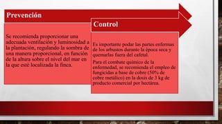 Prevención
Se recomienda proporcionar una
adecuada ventilación y luminosidad a
la plantación, regulando la sombra de
una manera proporcional, en función
de la altura sobre el nivel del mar en
la que esté localizada la finca.
Control
Es importante podar las partes enfermas
de los arbustos durante la época seca y
quemarlas fuera del cafetal.
Para el combate químico de la
enfermedad, se recomienda el empleo de
fungicidas a base de cobre (50% de
cobre metálico) en la dosis de 3 kg de
producto comercial por hectárea.
 
