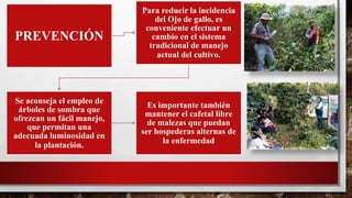 PREVENCIÓN
Para reducir la incidencia
del Ojo de gallo, es
conveniente efectuar un
cambio en el sistema
tradicional de manejo
actual del cultivo.
Se aconseja el empleo de
árboles de sombra que
ofrezcan un fácil manejo,
que permitan una
adecuada luminosidad en
la plantación.
Es importante también
mantener el cafetal libre
de malezas que puedan
ser hospederas alternas de
la enfermedad
 