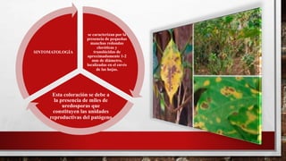 se caracterizan por la
presencia de pequeñas
manchas redondas
cloróticas y
translúcidas de
aproximadamente 1-2
mm de diámetro,
localizadas en el envés
de las hojas.
Esta coloración se debe a
la presencia de miles de
uredosporas que
constituyen las unidades
reproductivas del patógeno
SINTOMATOLOGÍA
 