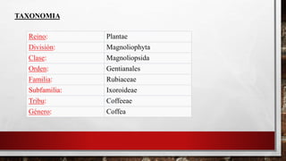TAXONOMIA
Reino: Plantae
División: Magnoliophyta
Clase: Magnoliopsida
Orden: Gentianales
Familia: Rubiaceae
Subfamilia: Ixoroideae
Tribu: Coffeeae
Género: Coffea
 