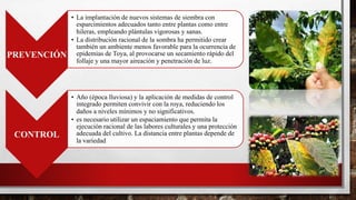 PREVENCIÓN
• La implantación de nuevos sistemas de siembra con
esparcimientos adecuados tanto entre plantas como entre
hileras, empleando plántulas vigorosas y sanas.
• La distribución racional de la sombra ha permitido crear
también un ambiente menos favorable para la ocurrencia de
epidemias de Toya, al provocarse un secamiento rápido del
follaje y una mayor aireación y penetración de luz.
CONTROL
• Año (época lluviosa) y la aplicación de medidas de control
integrado permiten convivir con la roya, reduciendo los
daños a niveles mínimos y no significativos.
• es necesario utilizar un espaciamiento que permita la
ejecución racional de las labores culturales y una protección
adecuada del cultivo. La distancia entre plantas depende de
la variedad
 