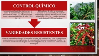 VARIEDADES RESISTENTES
El uso de variedades resistentes es uno de los métodos más eficientes para evitar el desarrollo de
epidemias de roya, Un amplio grupo de estos materiales han sido introducidos al Ecuador y se
encuentran en la fase de estudio para conocer su adaptabilidad, de acuerdo a las condiciones de
nuestro país.
CONTROL QUÍMICO
Se recomiendan fungicidas cúpricos para el
control de la enfermedad, especialmente el
Oxicloruro de cobre (35 y 50% Cu++) y los
óxidos cuprosos e hidróxidos de cobre (50%
Cu++).
El Oxicloruro de cobre se recomienda
emplearlo en la dosis de 3 Kg de producto
comercial por hectárea. En can1bio, los óxidos
e hidróxidos (50% Cu++) pueden emplearse
en la dosis de 2 k110s por hectárea.
 