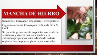 MANCHA DE HIERRO
Sinónimos: Cercospor, Chasparria, Cereosporíosis
Organismo causal: Cercospora coffeicola Berk &
Cook.
Se presenta generalmente en plantas creciendo en
semilleros y viveros con poca sombra y en
substratos preparados sin la adición de materia
orgánica descompuesta, plena exposición solar
 