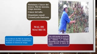 MAL DE
MACHETE
Sinónimos: Cáncer del
tronco, Mal de macana,
Llaga macana,
Cáncer del tallo.
Organismo causal:
CeratoGystis fimbriata
Esta enfermedad se presenta
en la mayoría de los casos en
las lesiones o heridas
efectuadas a los troncos o las
ramas durante la época de
podas,
La incidencia de Mal de machete es
frecuente en cafetales rehabilitados
mediante el sistema de resepa.
 