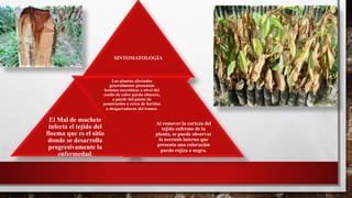 SINTOMATOLOGÍA
El Mal de machete
infecta el tejido del
floema que es el sitio
donde se desarrolla
progresivamente la
enfermedad.
Las plantas afectadas
generalmente presentan
lesiones necróticas a nivel del
cuello de color pardo obscuro,
a partir del punto de
penetración o cerca de heridas
o desgarraduras del tronco.
Al remover la corteza del
tejido enfermo de la
planta, se puede observar
la necrosis interna que
presenta una coloración
pardo rojiza a negra.
 