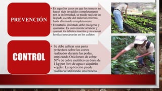 • En aquellos casos en que los troncos no
hayan sido invadidos completamente
por la enfermedad, se puede realizar un
raspado o corte del material enfermo
hasta eliminarlo completamente
• El material infectado debe recogerse y
quemarse. Es conveniente arrancar y
quemar los árboles muertos y no causar
heridas innecesarias en los cafetos
PREVENCIÓN
• Se debe aplicar una pasta
protectora sobre los cortes
realizados durante las podas,
empleando Oxicloruro de cobre
50% de cobre metálico en dosis de
1 kg por litro de agua o alquitrán
vegetal. La aplicación puede
realizarse utilizando una brocha.
CONTROL
 
