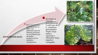 SINTOMATOLOGÍA
Esta característica
probablemente se
debe a los
diferentes tipos de
Robusta presentes
en las plantaciones
afectadas,
producto de los
múltiples
cruzamientos
En el país se
conocen
principalmente
2 cultivares de
C. canephora
denominados
'Pepón' (hoja
ancha y
vigorosa) y
'Dormilón' (hoja
angosta y
corrugada).
 