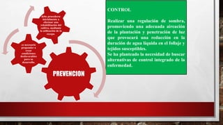 CONTROL
Realizar una regulación de sombra,
promoviendo una adecuada aireación
de la plantación y penetración de luz
que provocará una reducción en la
duración de agua líquida en el follaje y
tejidos susceptibles.
Se ha planteado la necesidad de buscar
alternativas de control integrado de la
enfermedad.
PREVENCION
es necesario
propender a
crear
condiciones
desfavorables
para su
desarrollo.
debe procederse
inicialmente a
efectuar una
rehabilitación del
cultivo, mediante
la utilización de la
recepa.
 